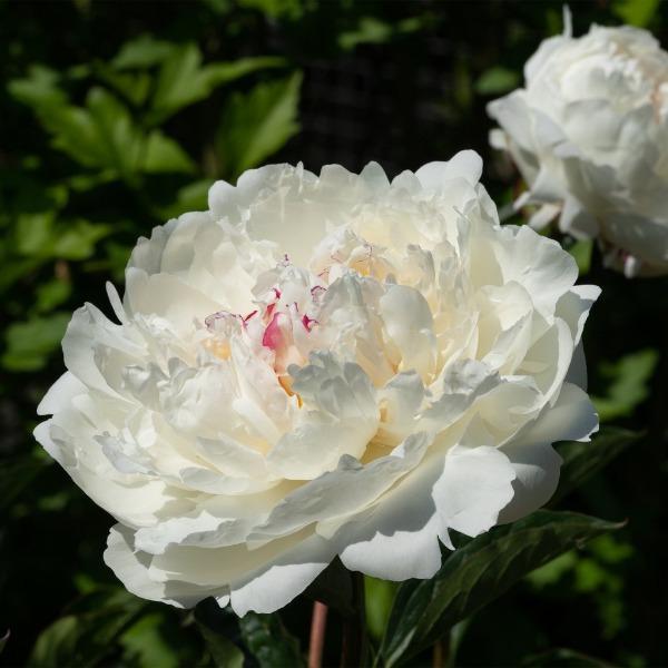 Peony brooch on sale