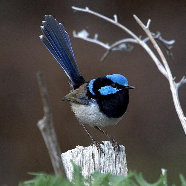 Fairy deals wren earrings