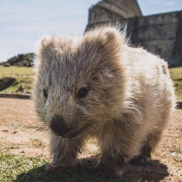 Erstwilder Wary Warri Wombat deals Brooch BNIB Lucky Dip Exclusive