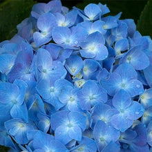 Load image into Gallery viewer, Erstwilder - Heartfelt Hydrangea Brooch (2019) blue - 20th Century Artifacts