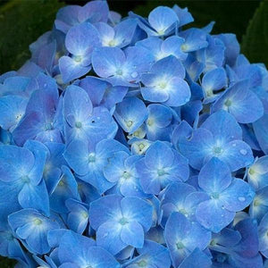 Erstwilder - Heartfelt Hydrangea Brooch (2019) blue - 20th Century Artifacts