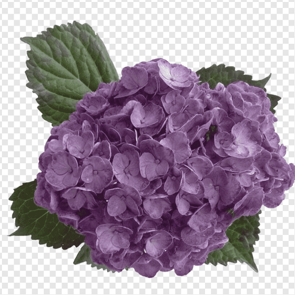 Erstwilder on sale heartfelt hydrangea