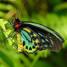 Load image into Gallery viewer, Erstwilder - Prettiest Papillion Cairns Birdwing Butterfly Brooch (2020) - 20th Century Artifacts