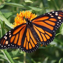 Load image into Gallery viewer, Erstwilder - Prince of Orange Monarch Butterfly Earrings - 20th Century Artifacts