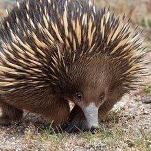 Load image into Gallery viewer, Erstwilder - Spiney Seedling Echidna Brooch (2018) - 20th Century Artifacts