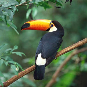 Erstwilder - Terence the Toucan Brooch (2021) - 20th Century Artifacts