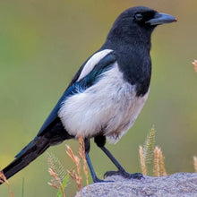 Load image into Gallery viewer, Erstwilder - The Magnanimous Magpie Brooch (Pete Cromer) (2021) - 20th Century Artifacts