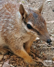 Load image into Gallery viewer, Erstwilder - The Notorious Numbat Brooch (Pete Cromer) (2021) - 20th Century Artifacts